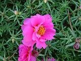 Portulaca pink 